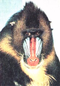 Mandrill